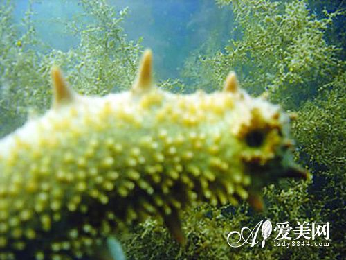 9种减肥营养素少不得 大大提升瘦身力