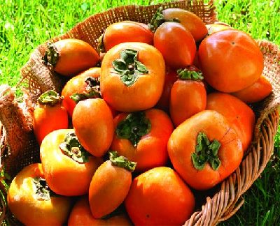 秋季吃柿子清热止咳 吃柿子的6大注意事项