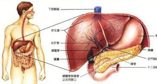 1种疲累是肝不好.png 1种疲累是肝不好.png